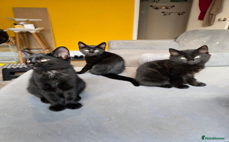 Domestic Shorthair cats - Advert 15