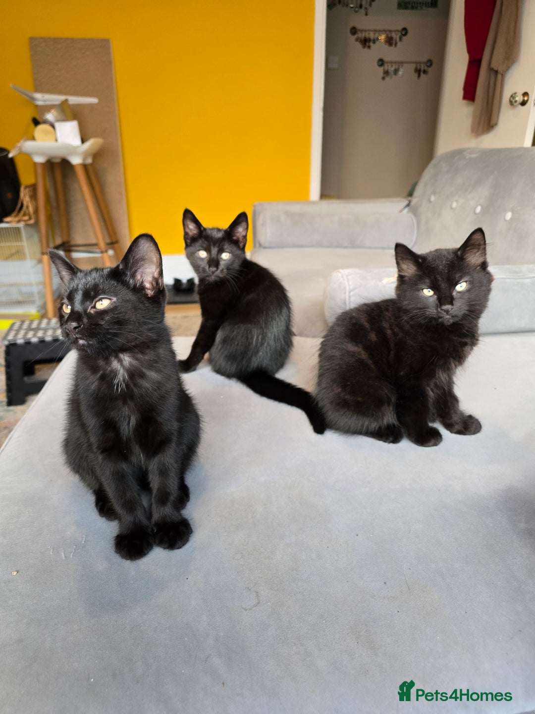 Domestic Shorthair cats for sale: Black kittens 12 weeks ready now - Image 1