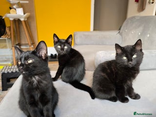 Domestic Shorthair cats - Advert 34