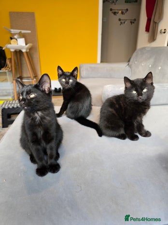 Domestic Shorthair cats - Advert 15