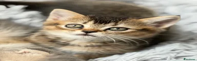 Scottish Fold 2