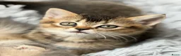Scottish Fold cats for sale: Scotish Kitten - Advert 6