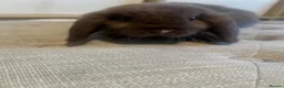 Mini Lop rabbits for sale: Mini lops needing new home in Portsmouth - Advert 6
