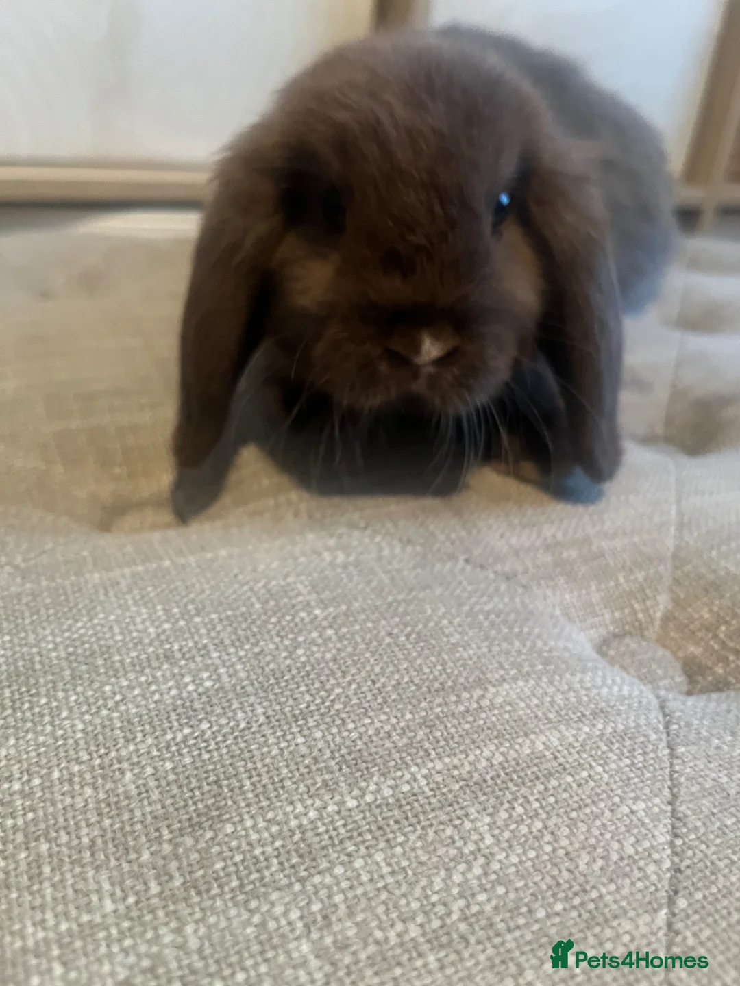 Mini Lop rabbits for sale: Mini lops needing new home in Portsmouth - Advert 6