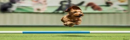 Miniature Dachshund dogs for stud: UK Champion - IDVV 0 scored – Available at Stud - Advert 3