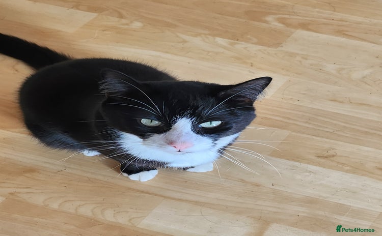 Domestic Shorthair cats - Advert 1