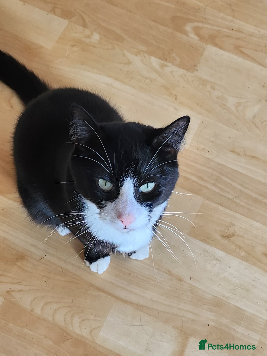 Domestic Shorthair cats for sale: Cute black & white cat for sale - Image 4