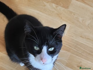 Domestic Shorthair cats - Advert 4