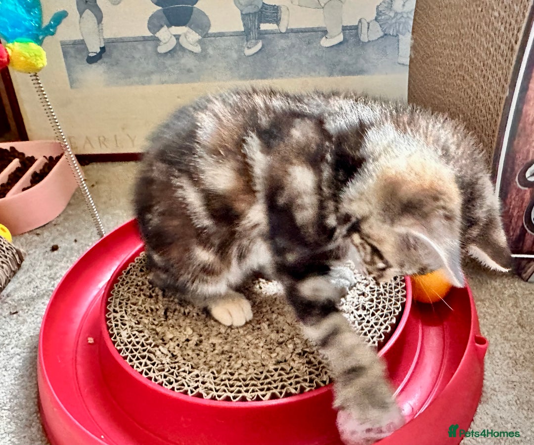 Mixed Breed cats for sale: Lovely bengal mix kittens: tabby, ginger, black - Image 27