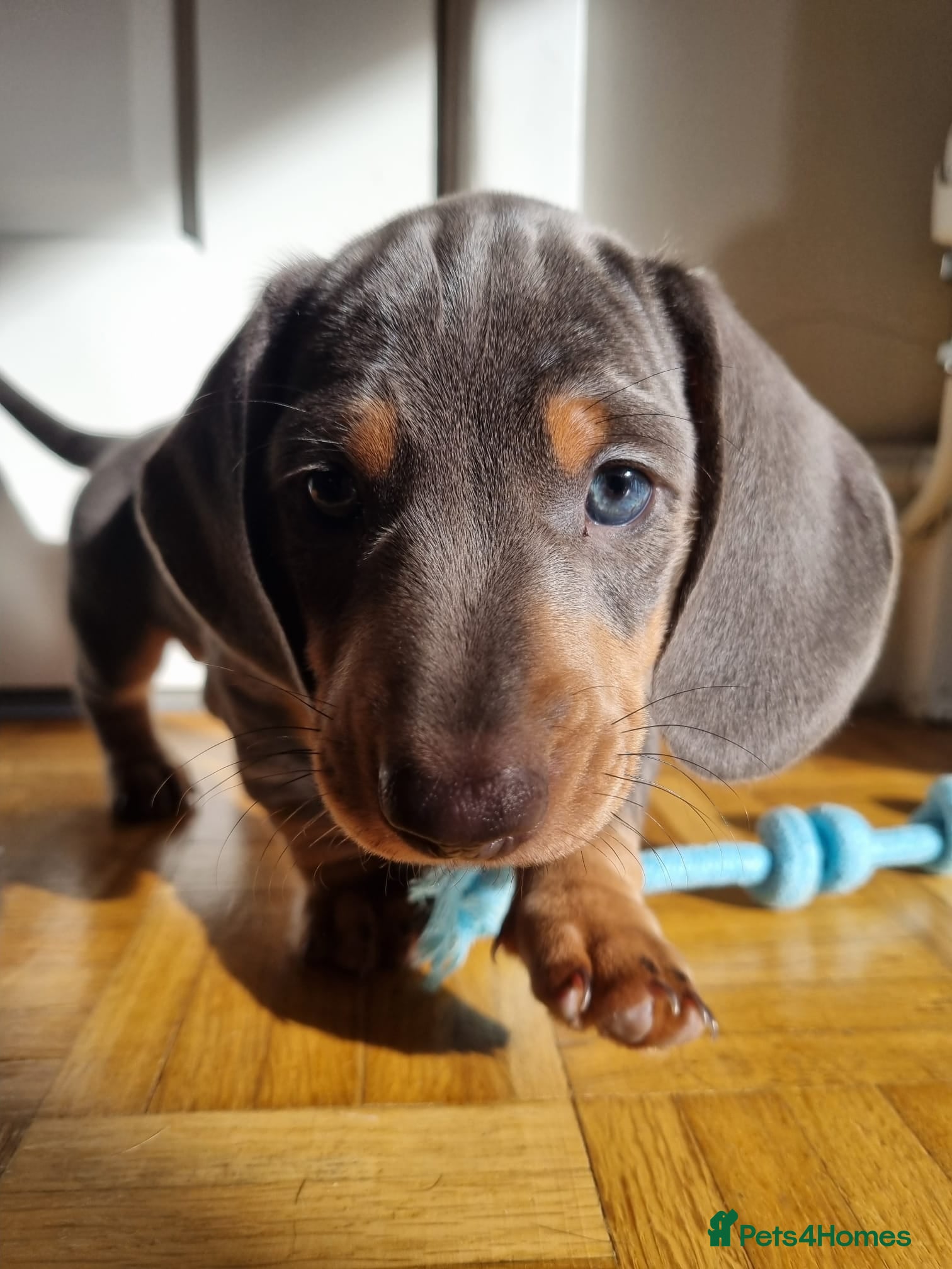 Dachshund dogs Male 1 Lilac & Tan Isabella - Advert 2