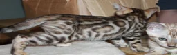Bengal cats for sale: One Brown Rosette Male Bengal Left! - Advert 20