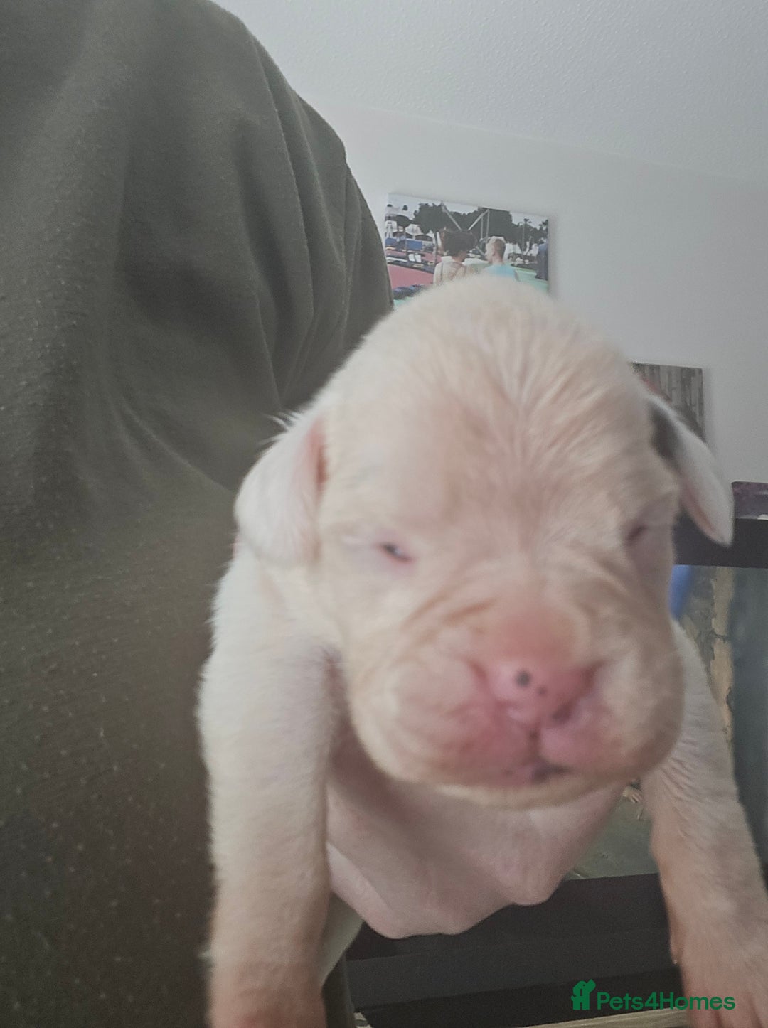 Boxer dogs for sale:  Only 2 girls left... 🥰 - Image 2