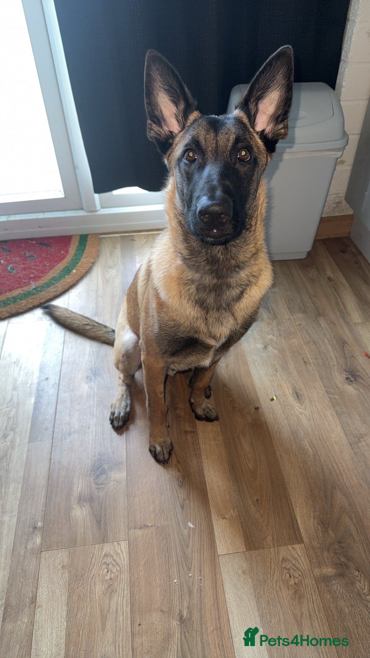 Belgian Shepherd Dog dogs Belgian Malinois  - Advert 1