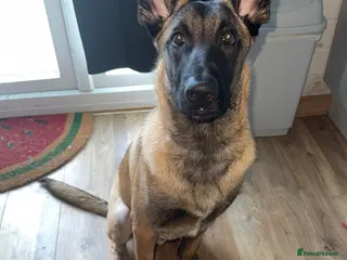 Belgian Shepherd Dog dogs Belgian Malinois - Advert 1