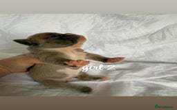 French Bulldog dogs for sale: Pedigree Puppies ❤️ - Image 8