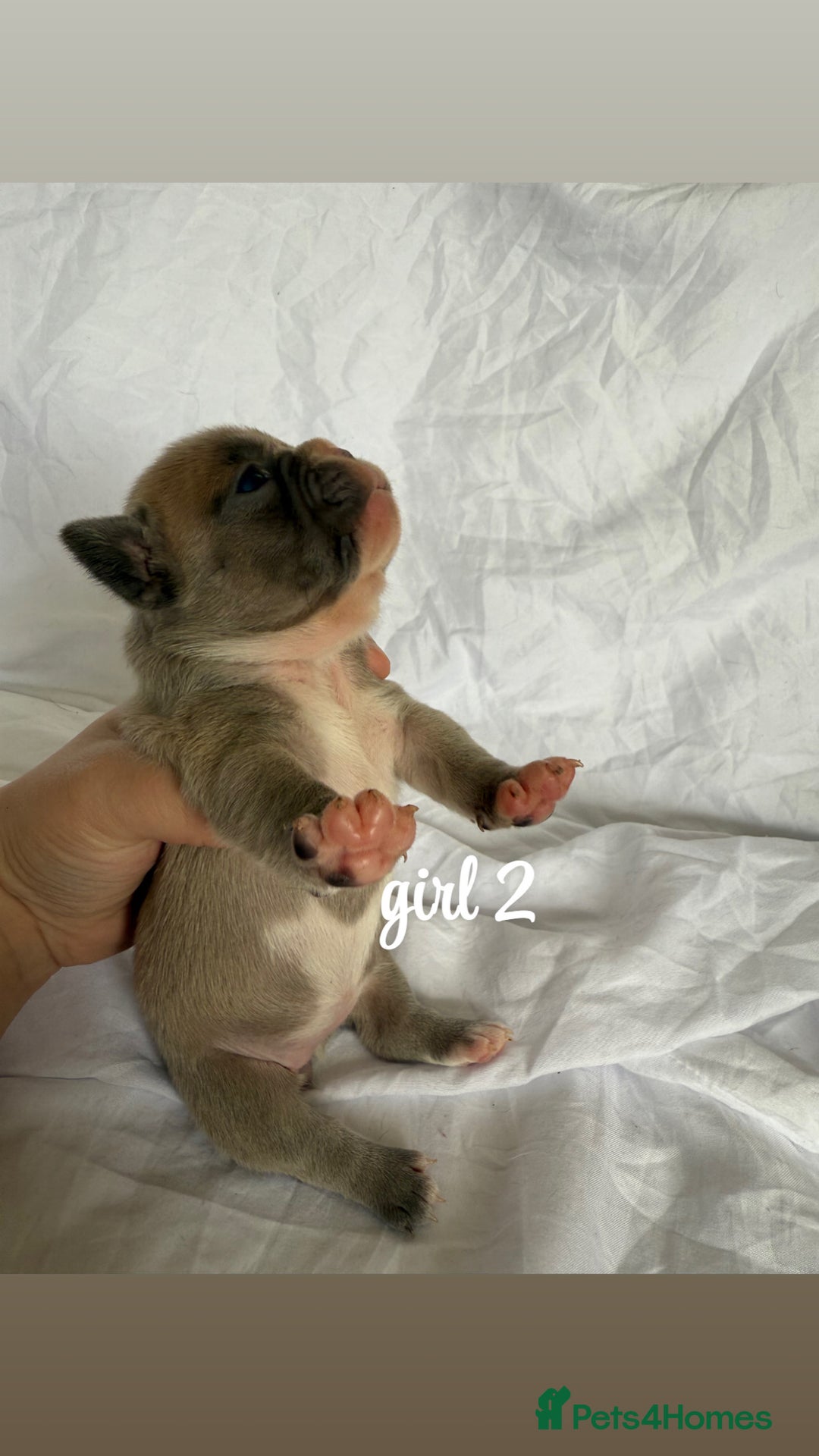 French Bulldog dogs for sale: Pedigree Puppies ❤️ - Image 8