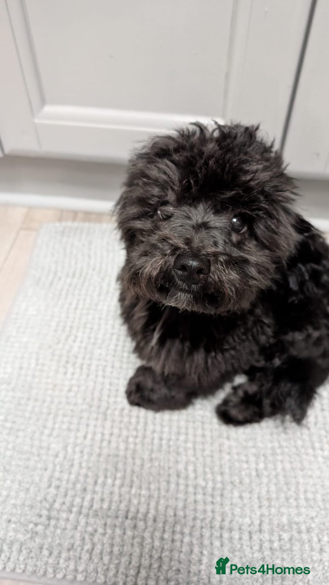 Maltipoo dogs for sale: Black male maltipoo for rehoming  - Image 4