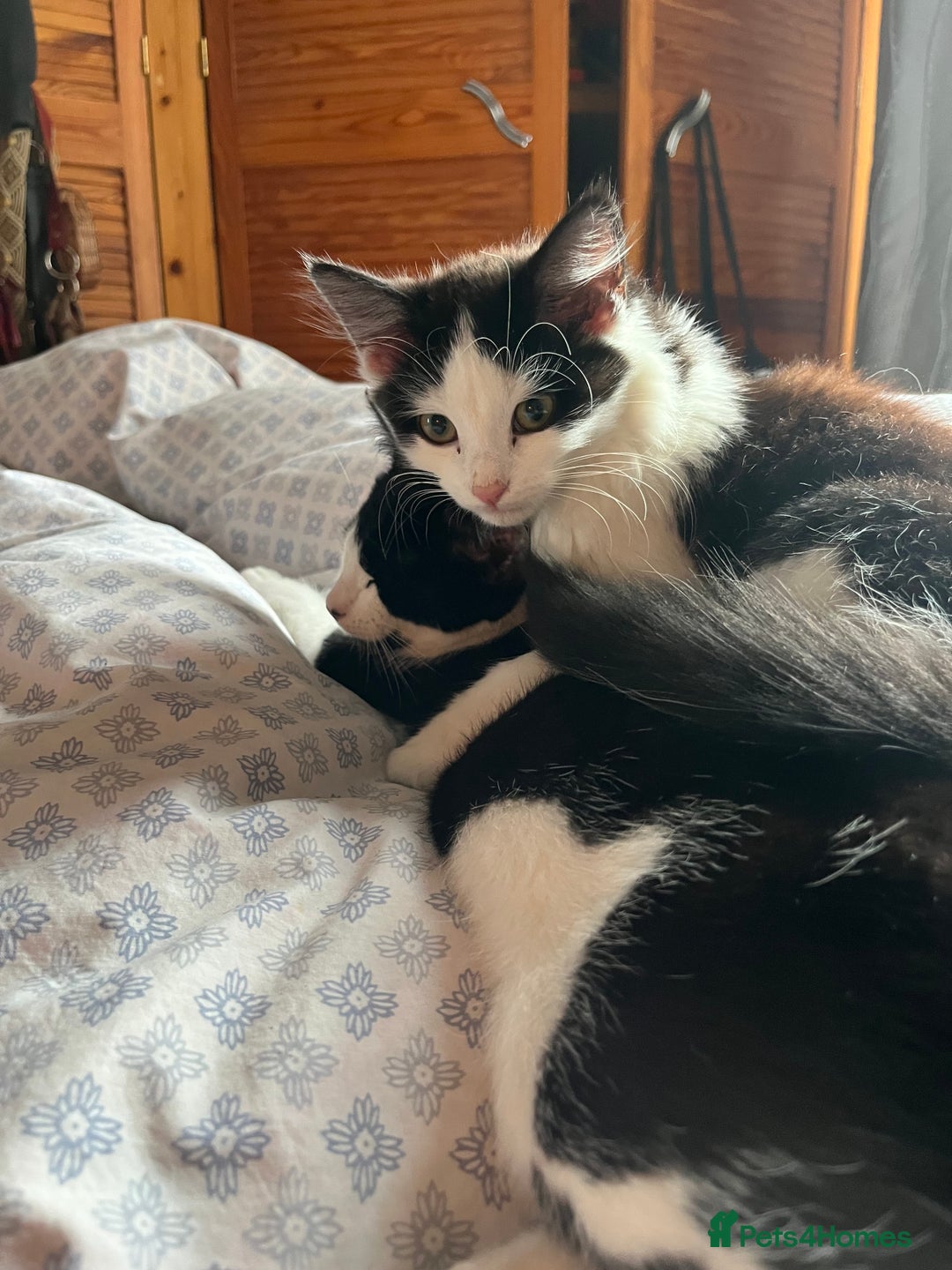 Mixed Breed cats for sale: Beautiful Playful Girl - Advert 1