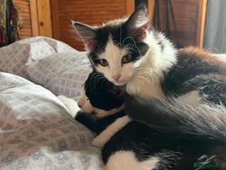 Mixed Breed cats Beautiful Playful Girl - Advert 1