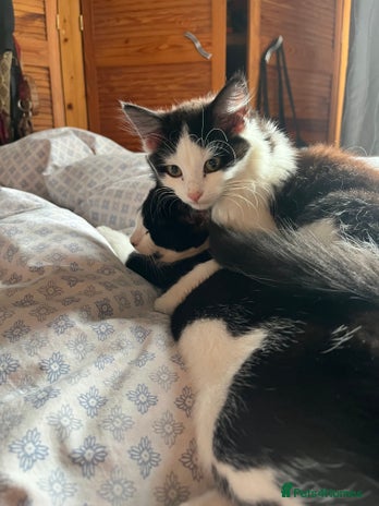 Mixed Breed cats Beautiful Playful Girl - Advert 1