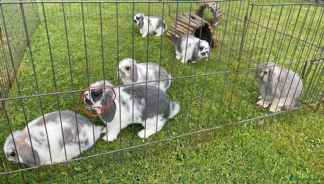 Mini Lop rabbits for sale: Beautiful Mini Lop Bunnies - Image 15