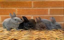 Rex rabbits for sale: Female & male otter/BEW mini rex rabbits  - Image 28
