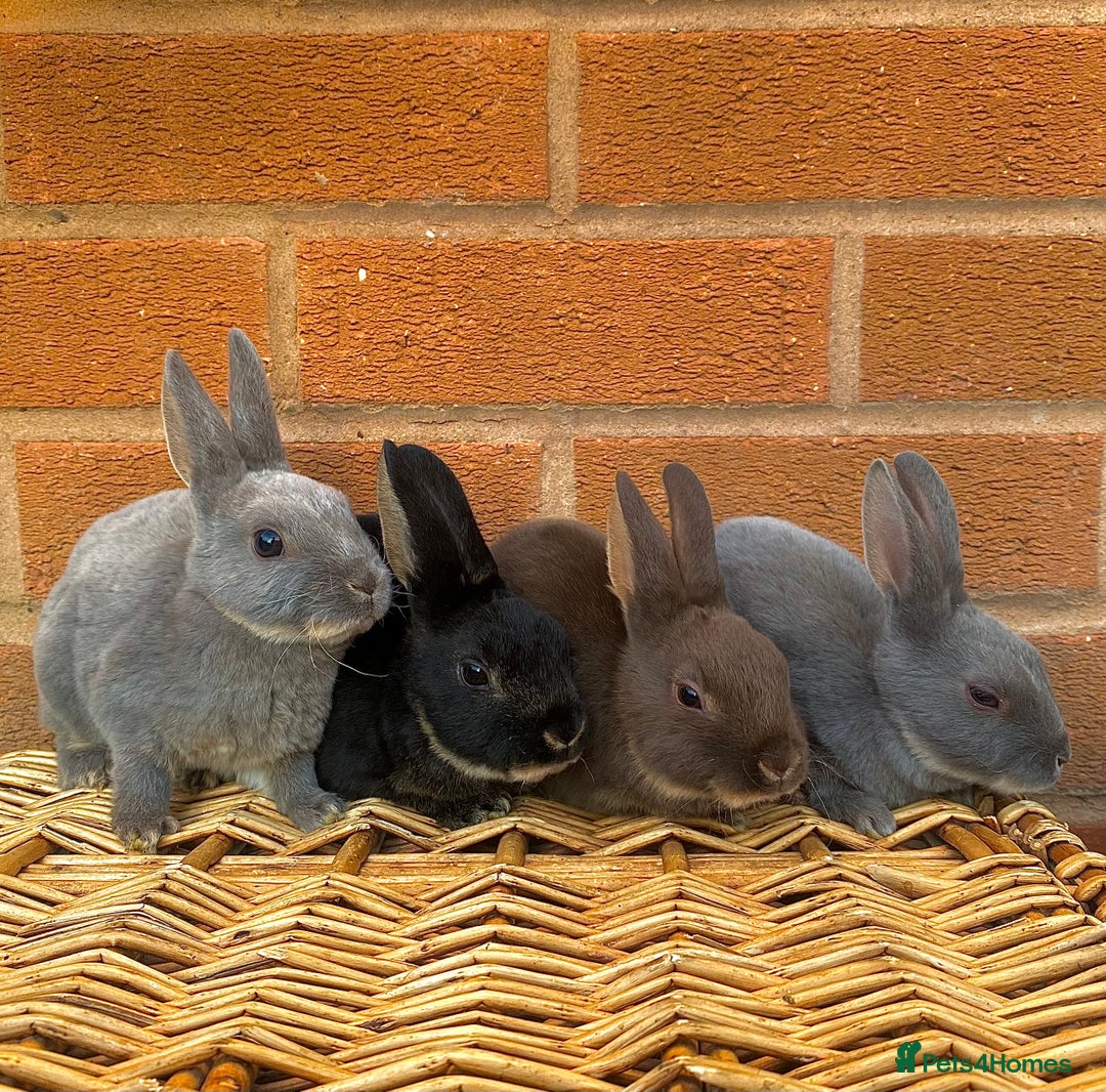 Rex rabbits for sale: Female & male otter/BEW mini rex rabbits  - Image 28
