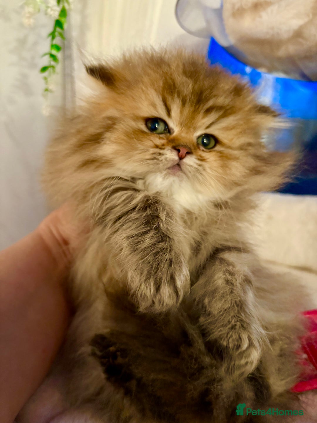 Persian cats for sale: Golden Persian chinchilla kittens  - Advert 12