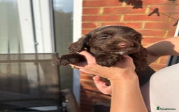 Mixed Breed dogs for sale: Cockerpoo puppies - Image 2