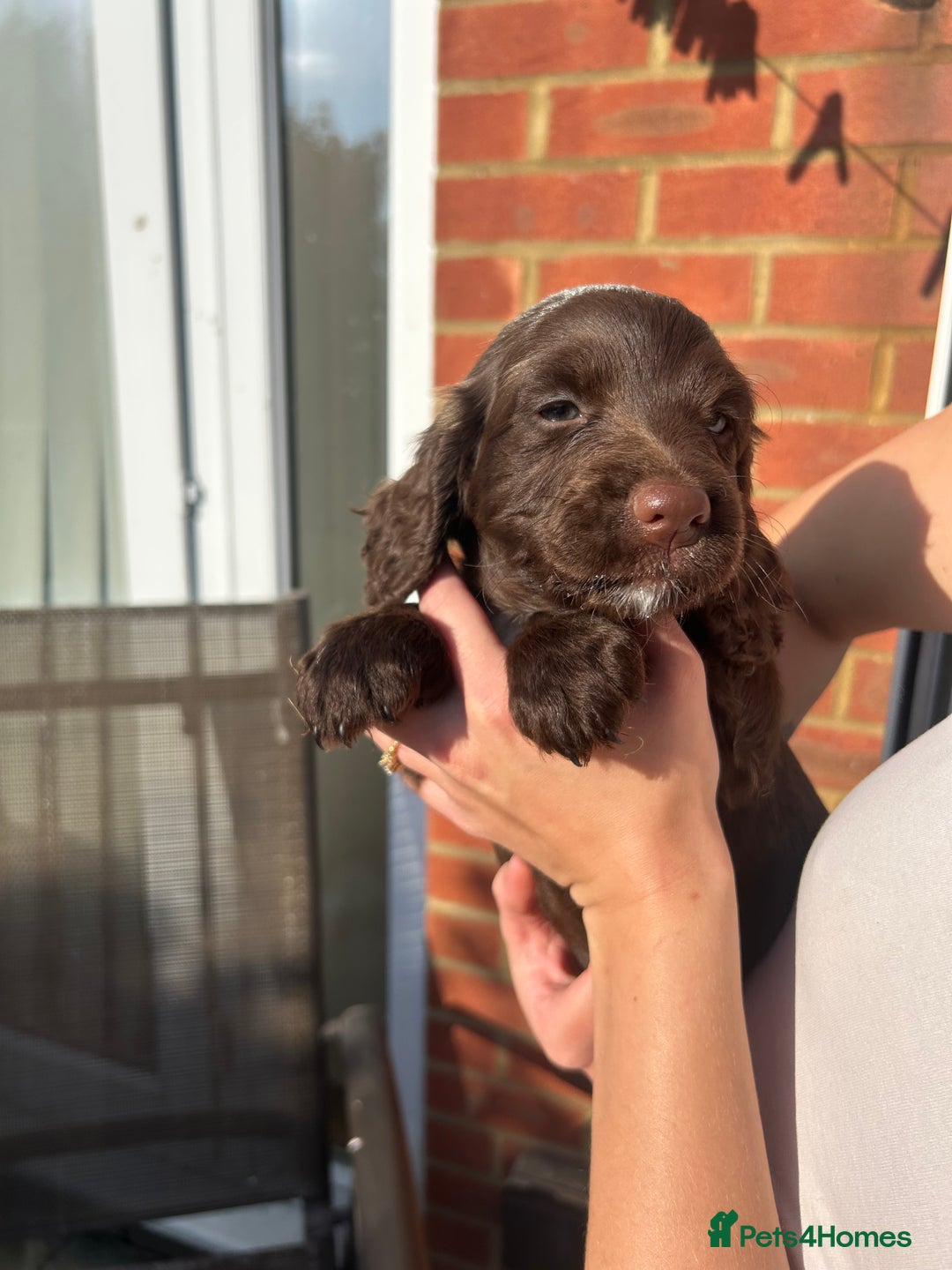 Mixed Breed dogs for sale: Cockerpoo puppies - Image 2
