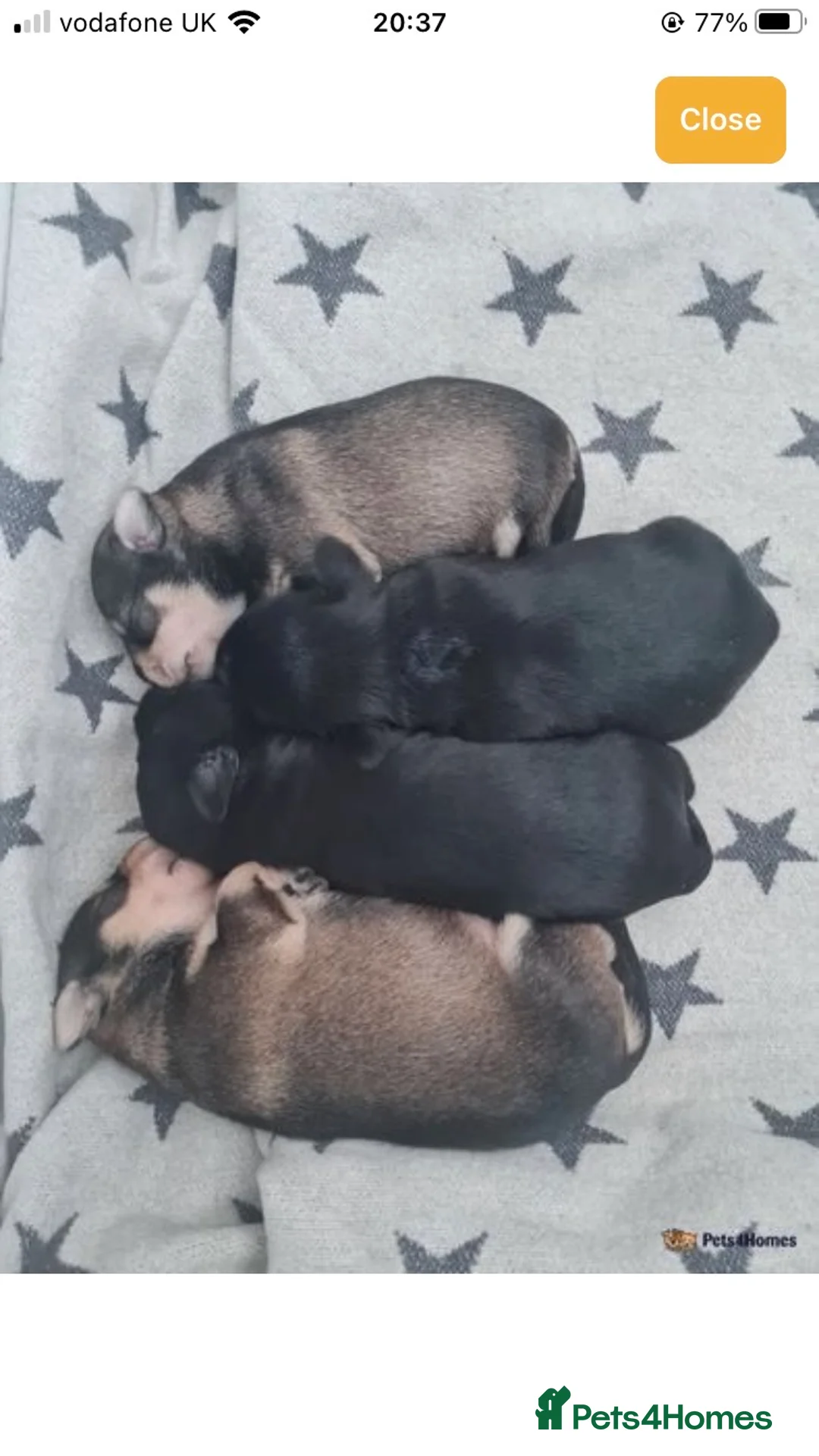 Miniature Schnauzer dogs for stud: KC CHOC/WHITE MIN SCHNAUZER BVA AND MAC CLEAR in Coventry - Advert 27