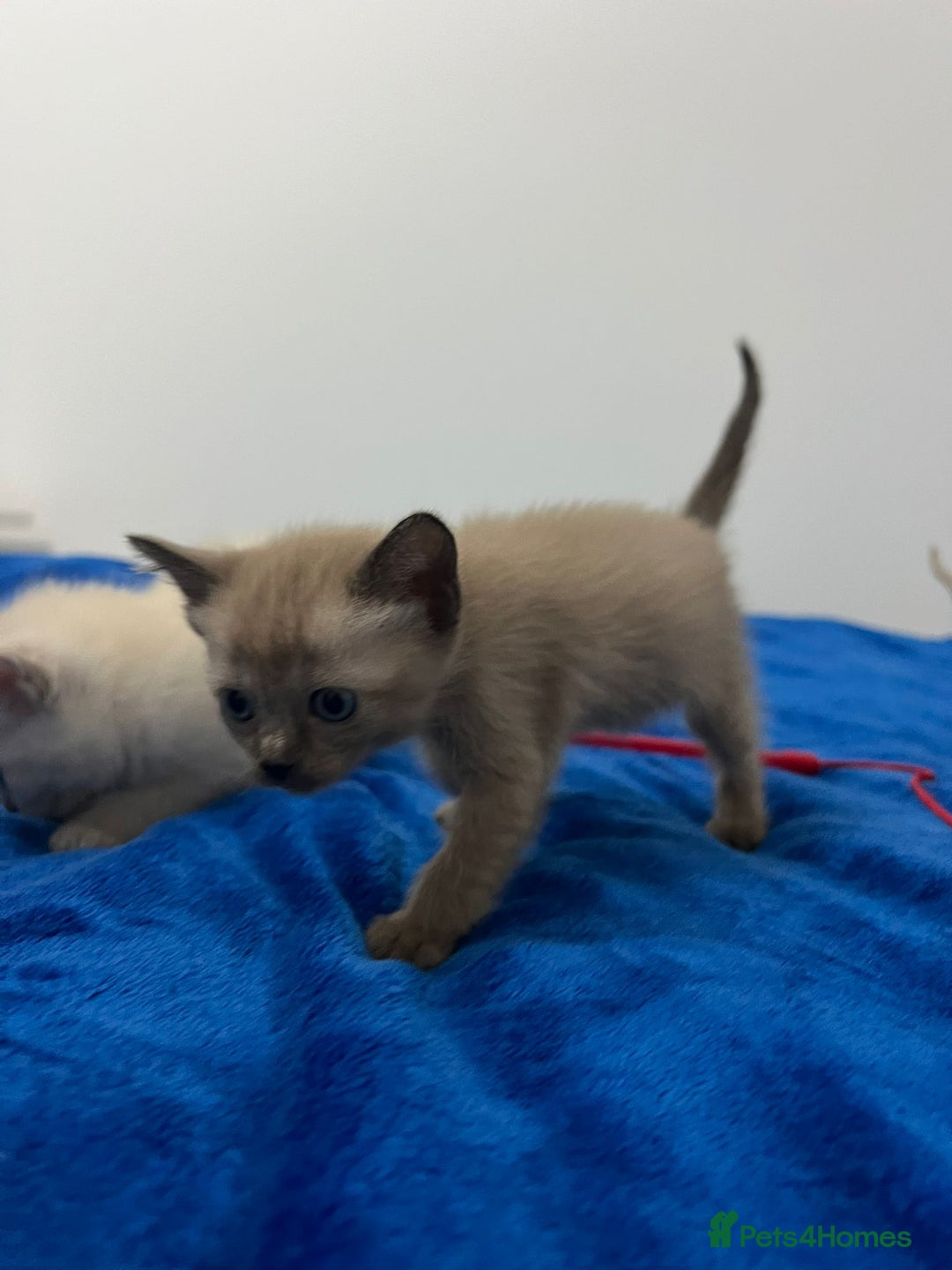 Mixed Breed cats for sale: Lovely Tonkinese(Burmese/Siamese) - Advert 10