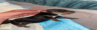 Dachshund 1