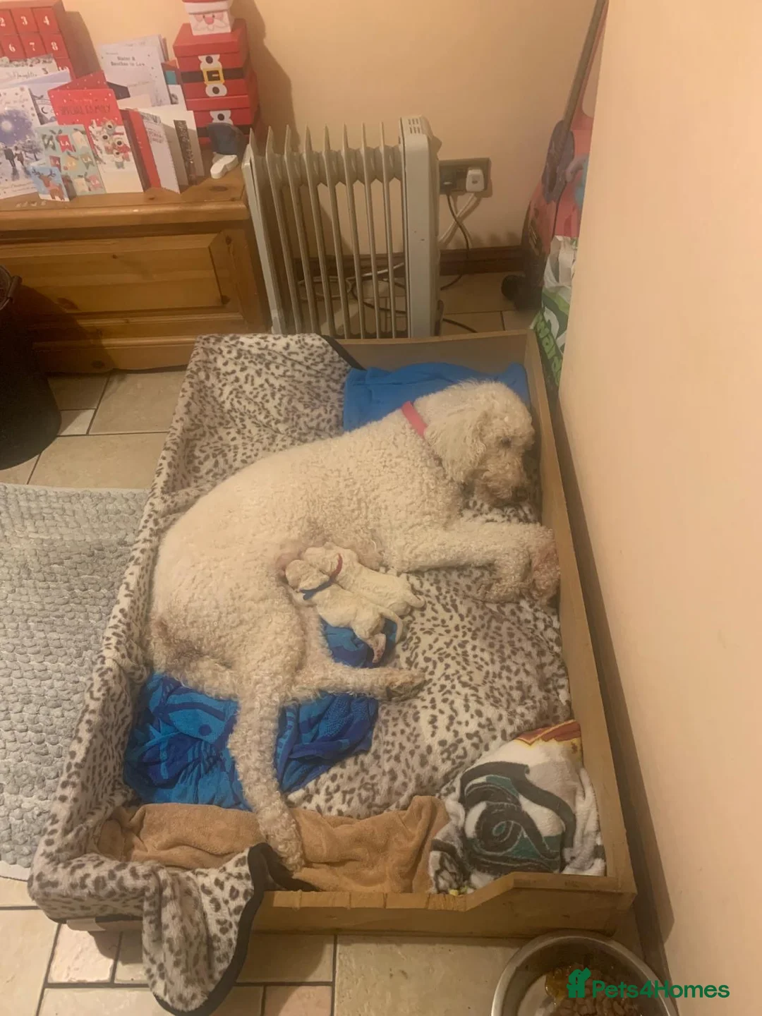 Labradoodle dogs for sale: Two beautiful female labradoodle puppies  - Advert 2