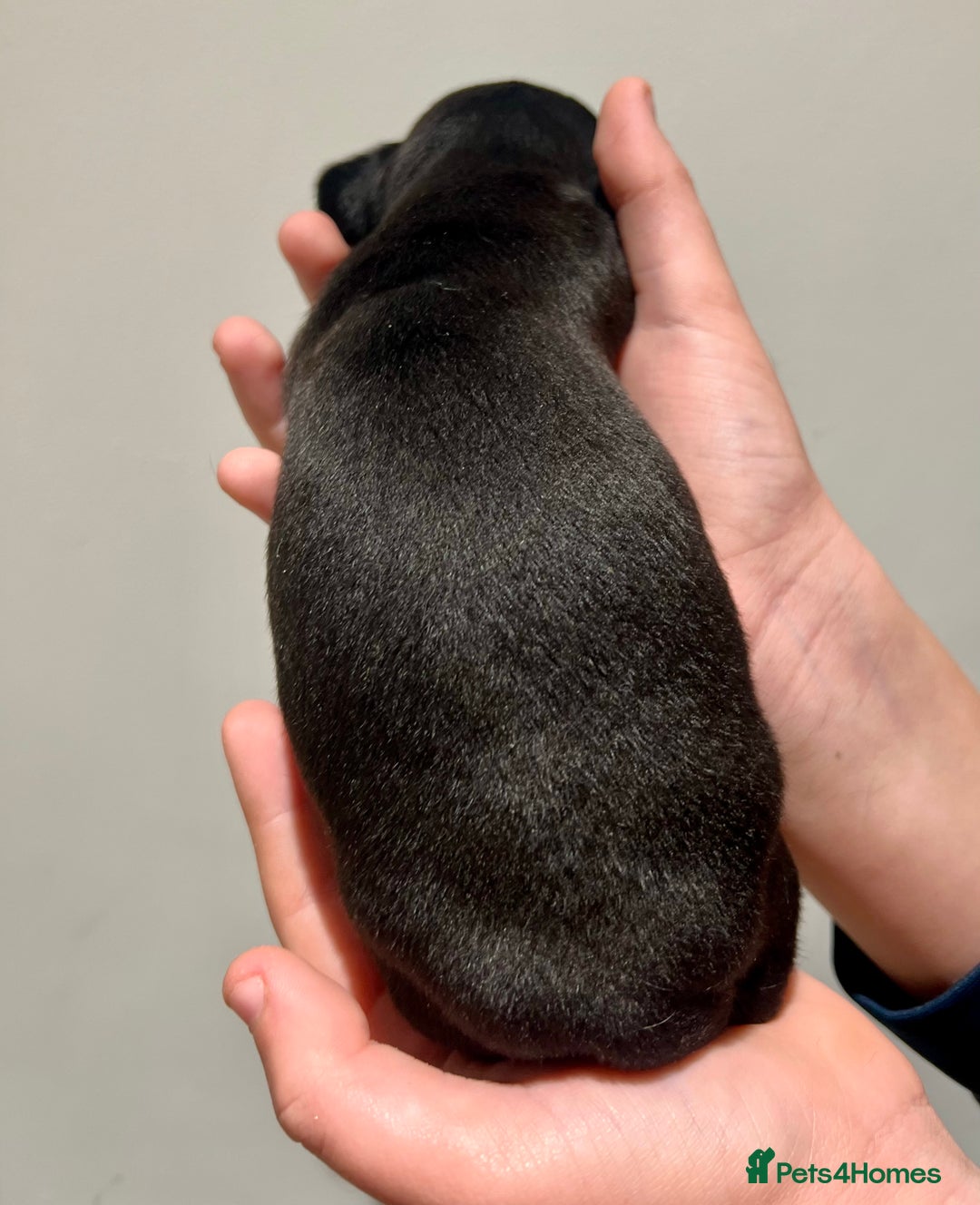 Miniature Dachshund dogs for sale: Miniature Dachshund Puppy Black & Tan Boy - Image 2