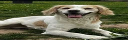 Cocker Spaniel dogs for sale: Working Cocker Spaniels - Advert 16