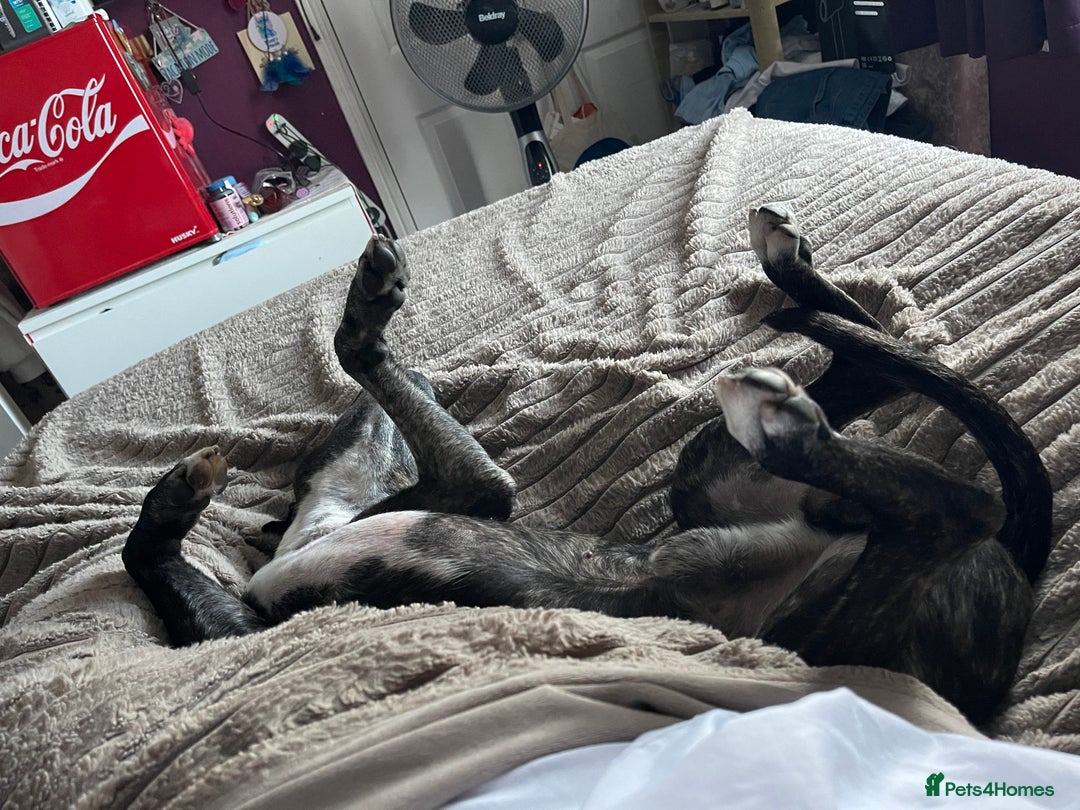 Mixed Breed dogs for sale: Marley - Advert 3