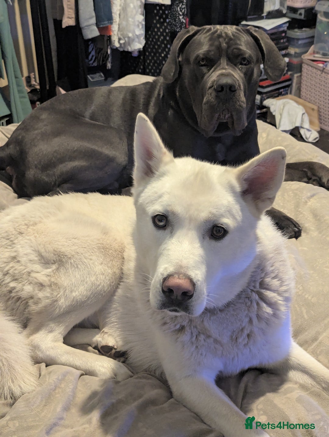Shepsky dogs for sale: All white Husky cross German Shepherd  - Image 1