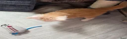 Maine Coon cats for sale: PEDIGREE MAINE COON KITTENS  - Advert 14