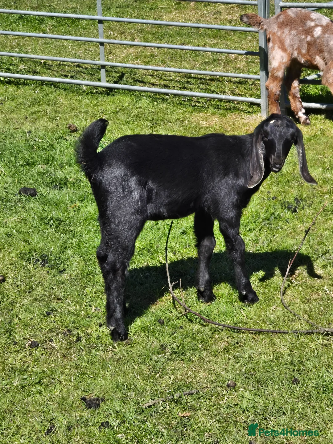 Goats livestock for sale: Pedigree Anglo Nubian Billy and Nanny  - Advert 3