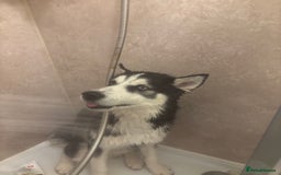 Siberian Husky dogs for sale: Milo - 8 Month old husky - Image 2