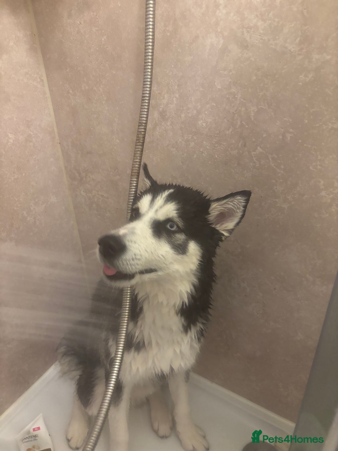 Siberian Husky dogs for sale: Milo - 8 Month old husky - Image 2