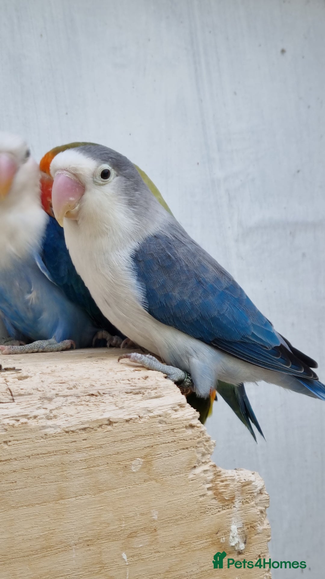 Lovebirds birds for sale: Lovebirds for sale - Image 2