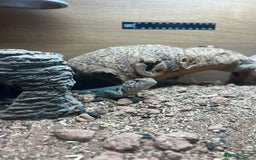 Lizard reptiles for sale: Beautiful collared lizard for sale  - Image 1