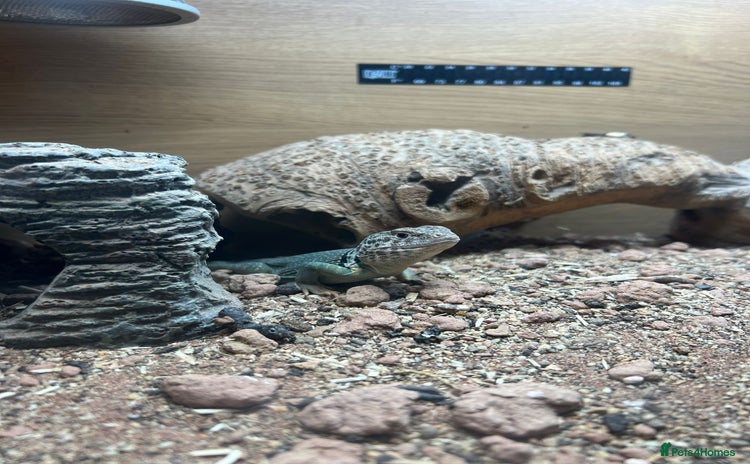 Lizard reptiles - Advert 3
