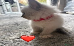 Ragdoll cats for sale: 6 blue point ragdolls for sale 5 boys 1 girl  - Image 19