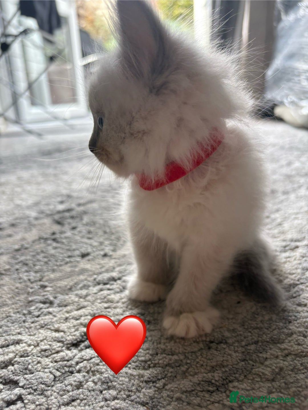 Ragdoll cats for sale: 6 blue point ragdolls for sale 5 boys 1 girl  - Image 19