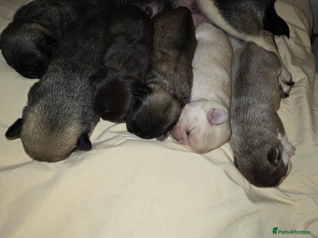 Pug dogs for sale: 6 beautiful pug puppies  - Image 1