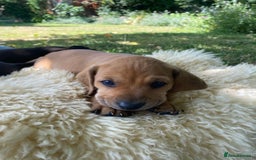 Mixed Breed dogs for sale: Italian Segugio/labrador Easter Love Affair - Image 21
