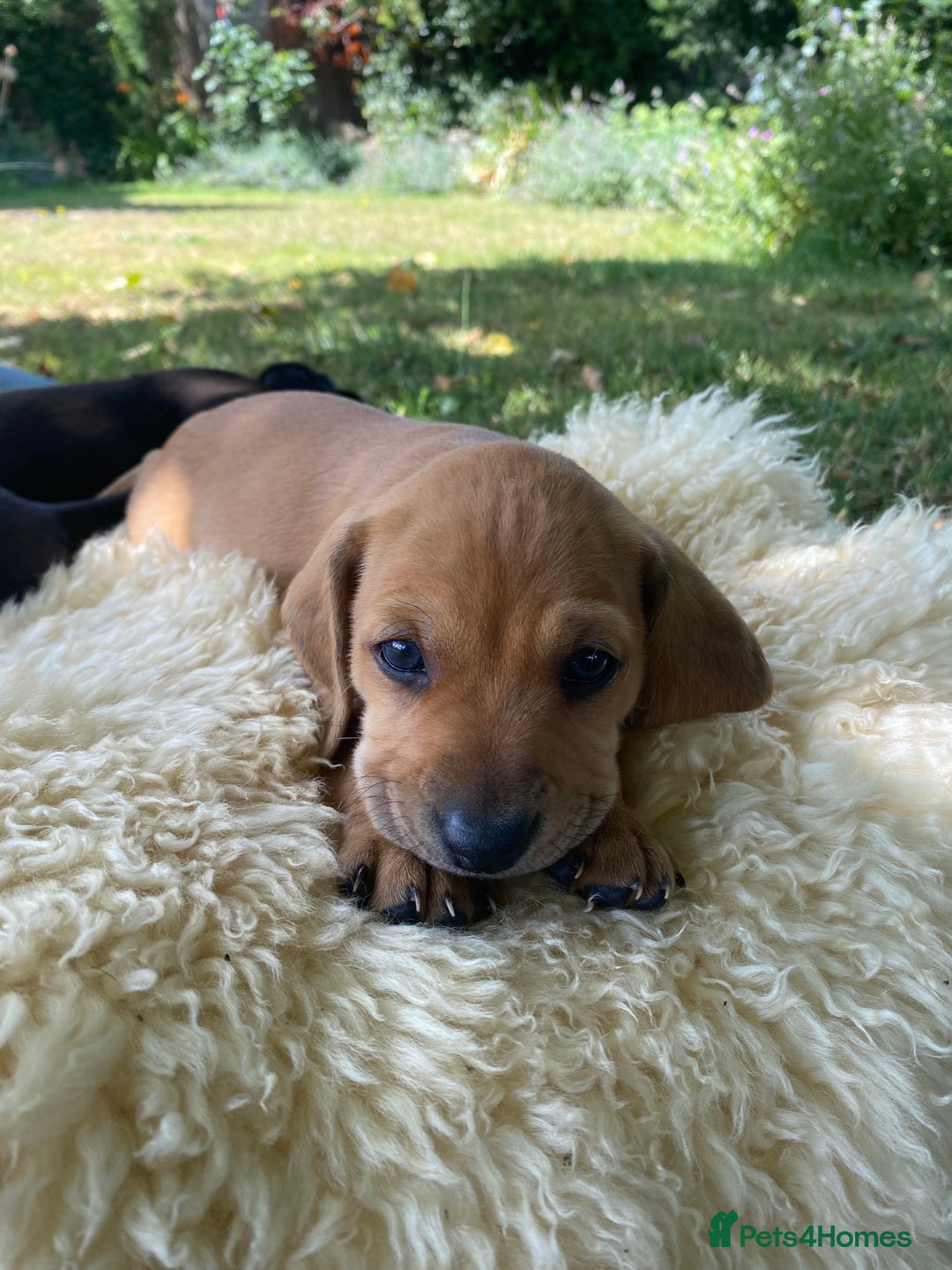 Mixed Breed dogs for sale: Italian Segugio/labrador Easter Love Affair - Image 21